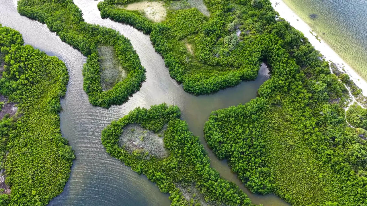 Aerial view of Florida mangroves