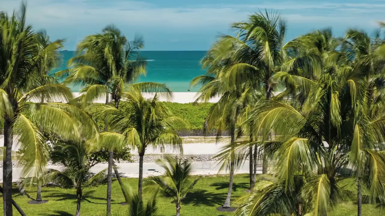 Palm trees swaying on Miami Beach